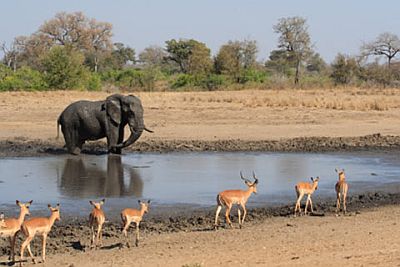 Elefante y antílopes en el Serengueti