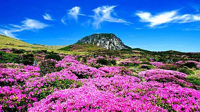 Jeju en la primavera