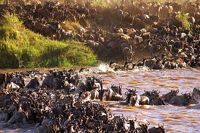 Serengueti, los ñus cruzan un río