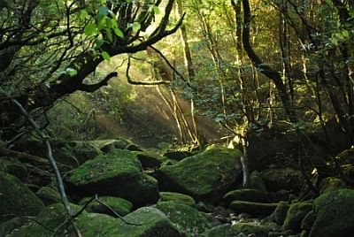 Bosque en el Monte Miyanoura