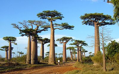 Avenida de los Baobabs