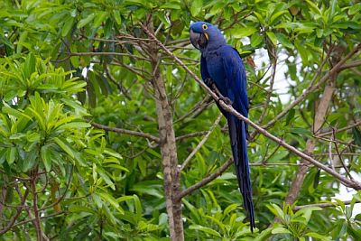 Guacamayo jacinto