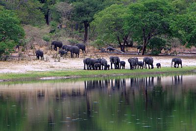 Elefantes en la franja de Caprivi