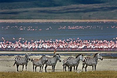 Cebras y flamencos en el área de Ngorongoro