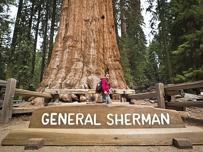 Secuoya General Sherman