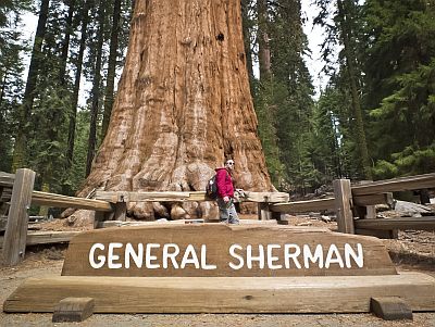 Secuoya General Sherman