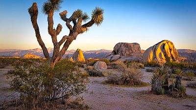 Parque Nacional Joshua Tree