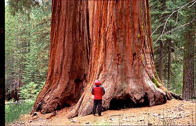 Sequoia en el parque nacional de Yosemite