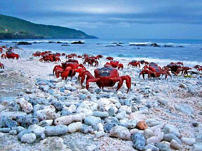 Cangrejos rojos en la Isla de Navidad
