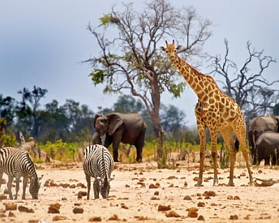 Fotos con animales en Zimbabue