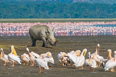 Rinoceronte y flamencos en el lago Nakuru