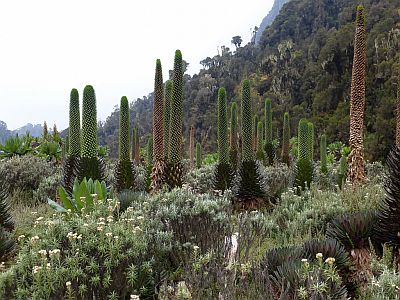 Lobelia gigante, montañas Ruwenzori