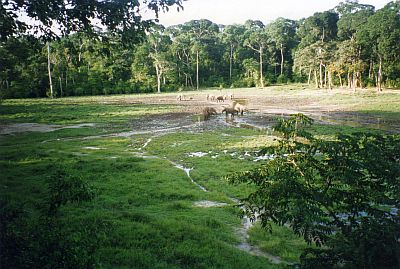 Parque Nacional del Manovo-Gounda St. Floris