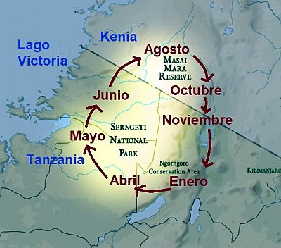 Mara y Serengueti, la gran migración