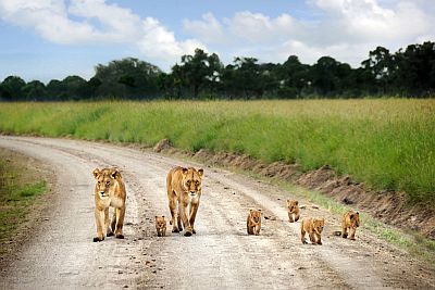 Leones en el Masái Mara