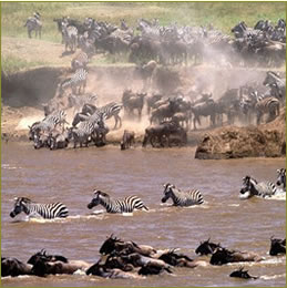 Migración en el Masái Mara