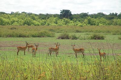 Parque nacional Niokolo-Koba