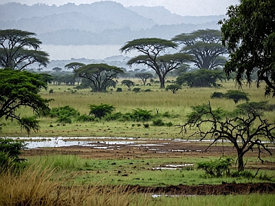 Imagen ilustrativa de un paisaje de sabana durante la temporada de lluvias