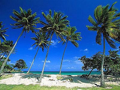 Palmeras y mar en República Dominicana