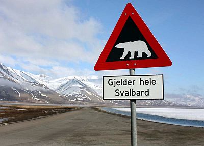¡Cuidado con los osos polares!