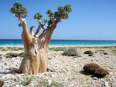 Isla de Socotra, Yemen