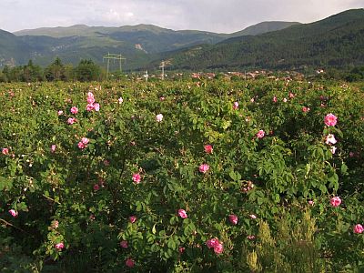 Valle de las rosas